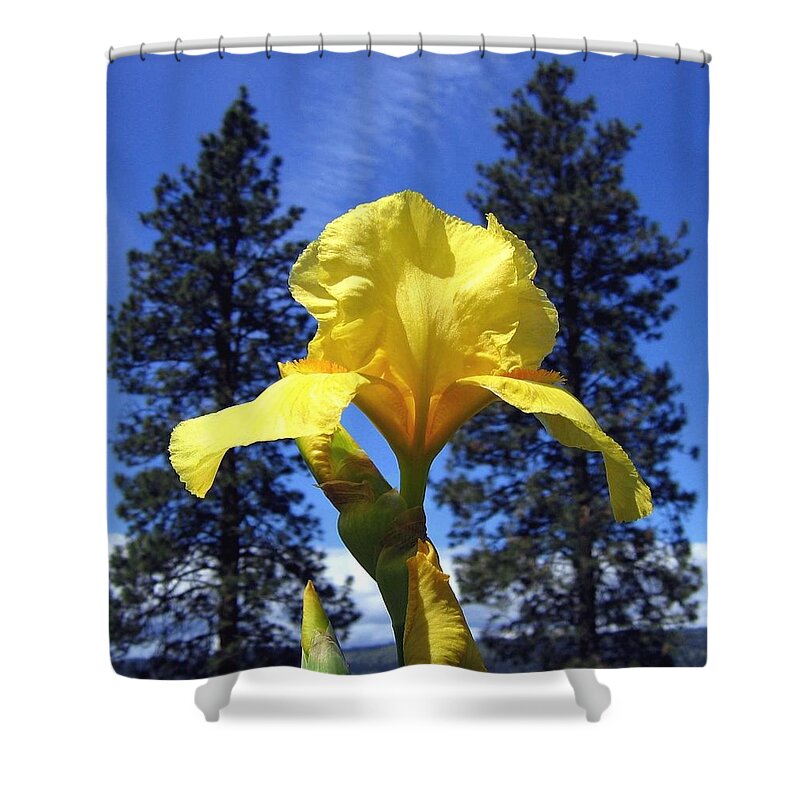 Sunlit Yellow Iris Shower Curtain featuring the photograph Sunlit Yellow Iris by Will Borden
