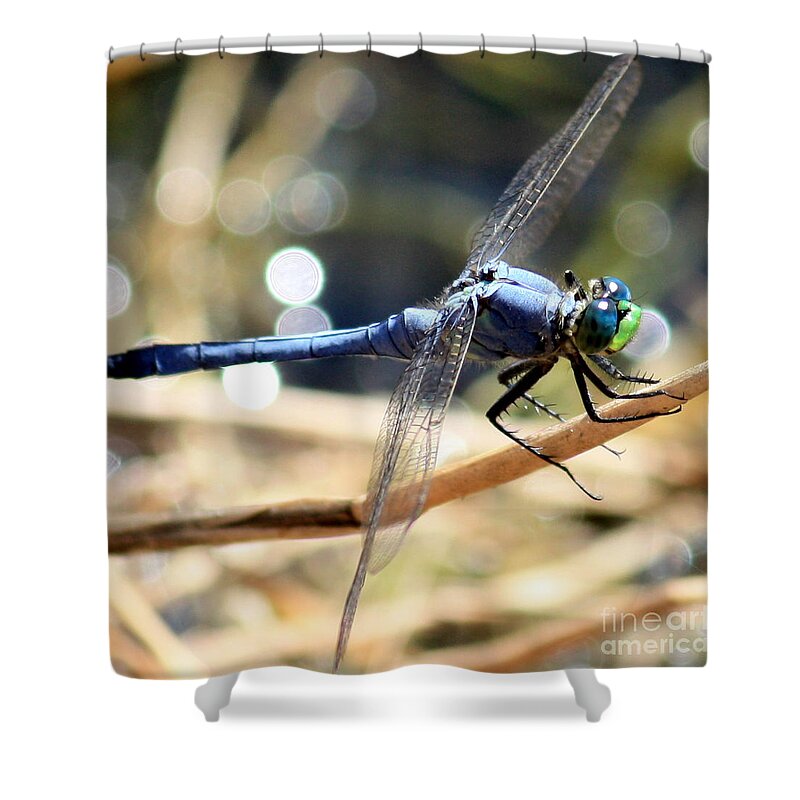 Dragonfly Shower Curtain featuring the photograph Sunning Blue Dragonfly Square by Carol Groenen