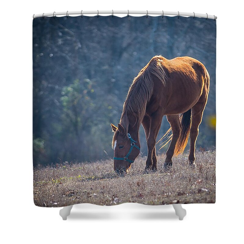 Horse Shower Curtain featuring the photograph Sunny by David Downs