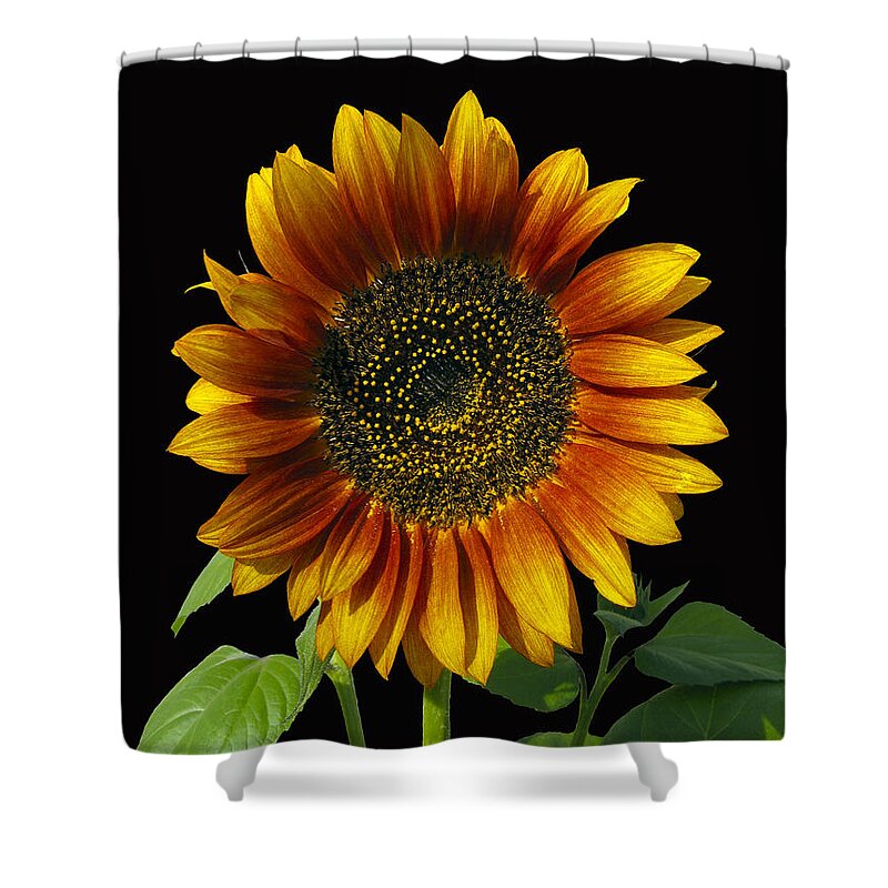Flower Shower Curtain featuring the photograph Sunny Delight by Kurt Van Wagner