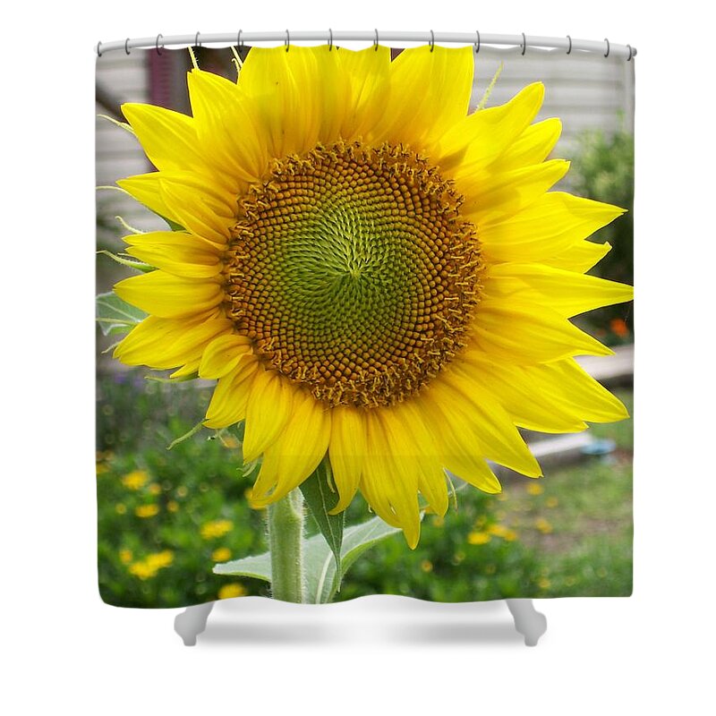 #mammoth Shower Curtain featuring the photograph Bright Sunflower Happiness by Belinda Lee