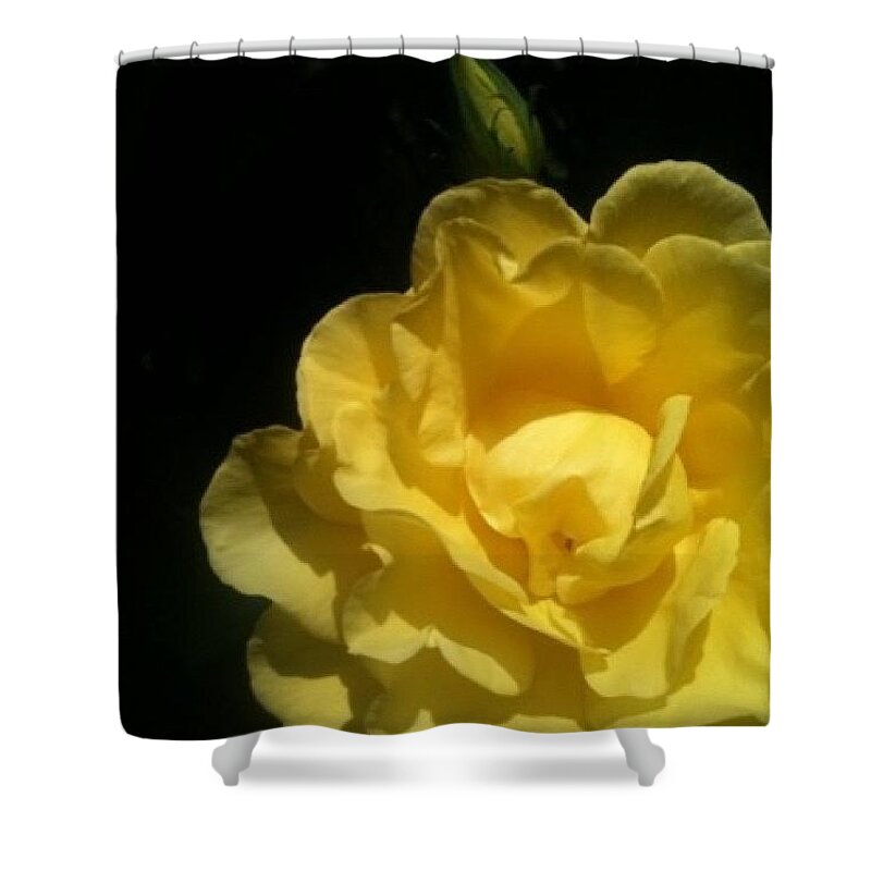 Instanaturelover Shower Curtain featuring the photograph Sunny Yellow Rose - This Is My First by Anna Porter