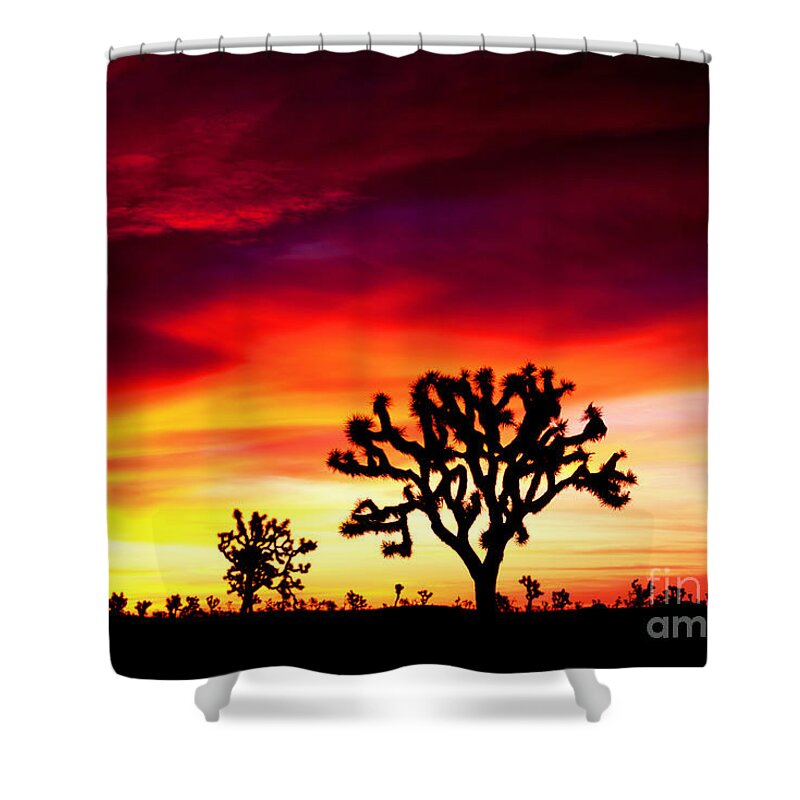 Landscape Shower Curtain featuring the photograph Sunrise in Joshua Tree Nat'l Park by Benedict Heekwan Yang