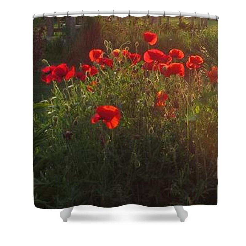 Red Poppies Shower Curtain featuring the photograph Sunset in the Poppy Garden by Mary Wolf