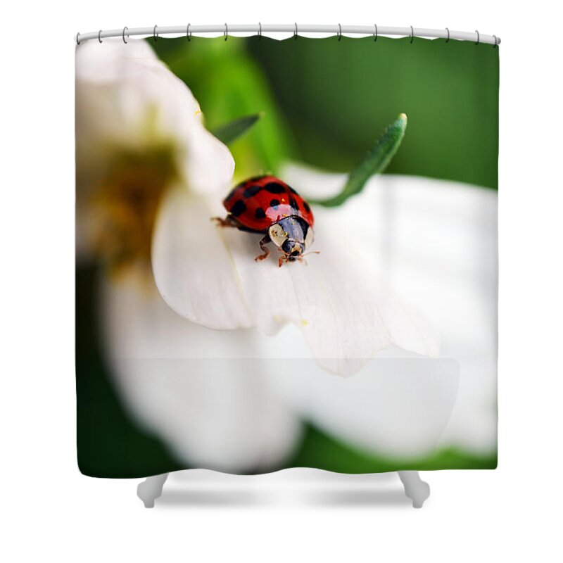 Ladybug Shower Curtain featuring the photograph Sunshine and Petal Rest by Lori Tambakis