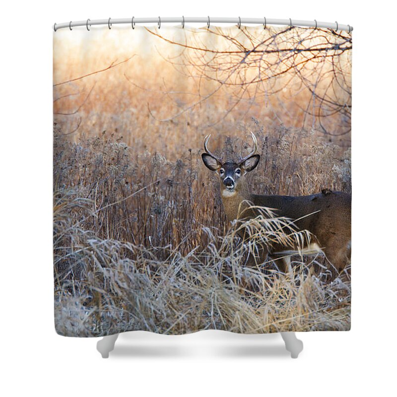 White-tailed Shower Curtain featuring the photograph Sunshine Deer by Mircea Costina Photography