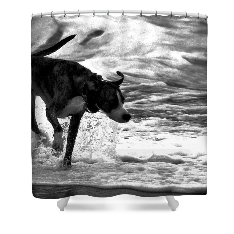 Black And White Shower Curtain featuring the photograph Surfer Bird by Robert McCubbin