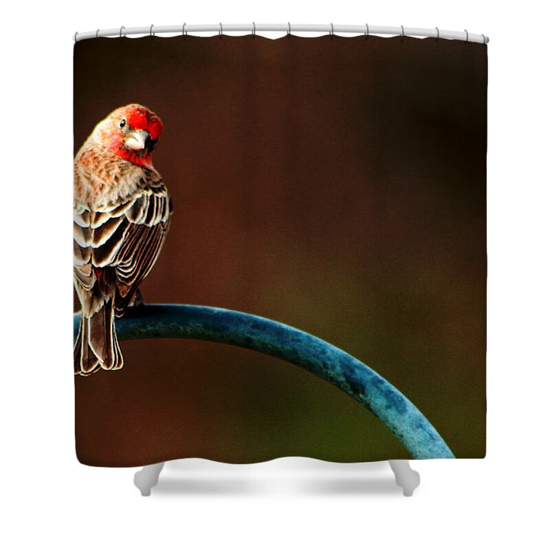 Surreal Shower Curtain featuring the photograph Surreal Purple Finch by David Yocum