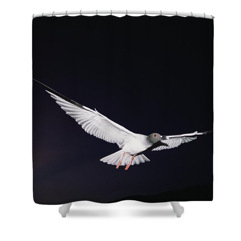 Feb0514 Shower Curtain featuring the photograph Swallow-tailed Gull Departs At Dusk by Tui De Roy