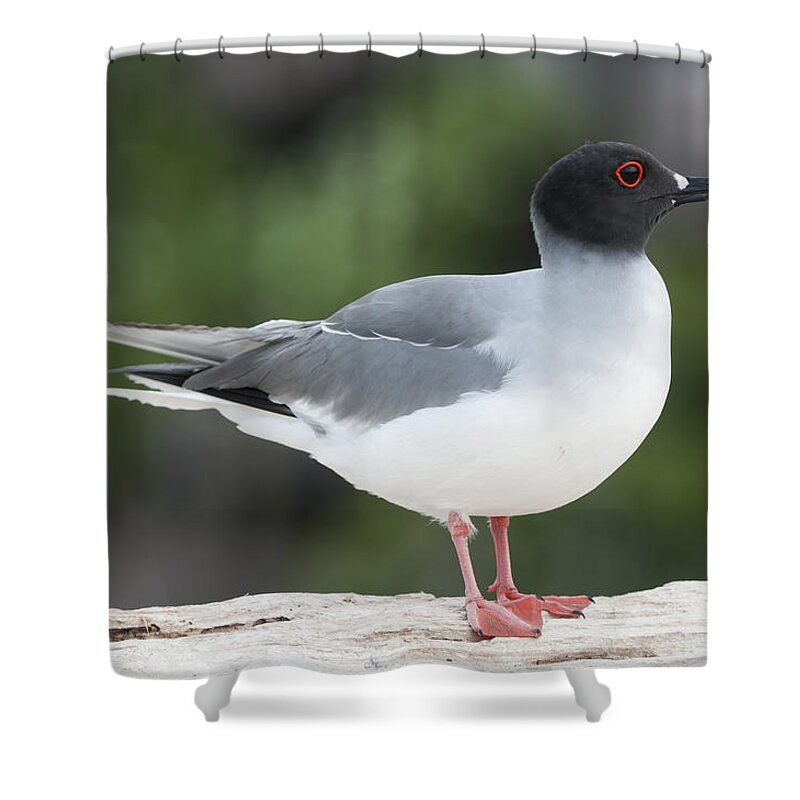 531756 Shower Curtain featuring the photograph Swallow-tailed Gull Galapagos by Tui De Roy