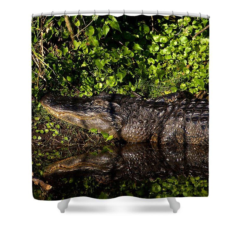 Alligators Shower Curtain featuring the photograph Swamp Reflections by Kathi Isserman