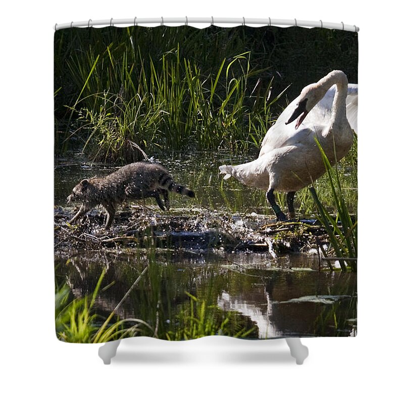 Trumpeter Swan Shower Curtain featuring the photograph Swan and Coon on Beaver Dam by Michael Dougherty