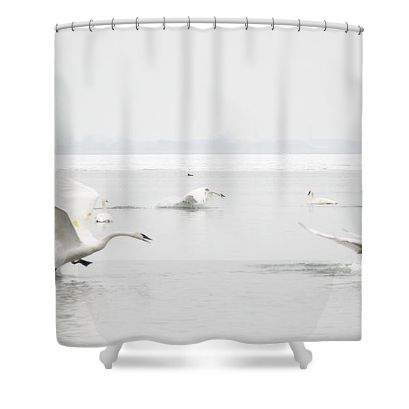 Swan Shower Curtain featuring the photograph Swan Fight by Laurel Best