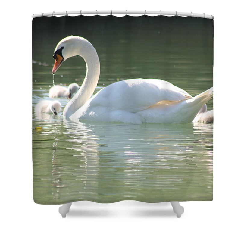 Rogerio Mariani Shower Curtain featuring the photograph Swan lake by Rogerio Mariani