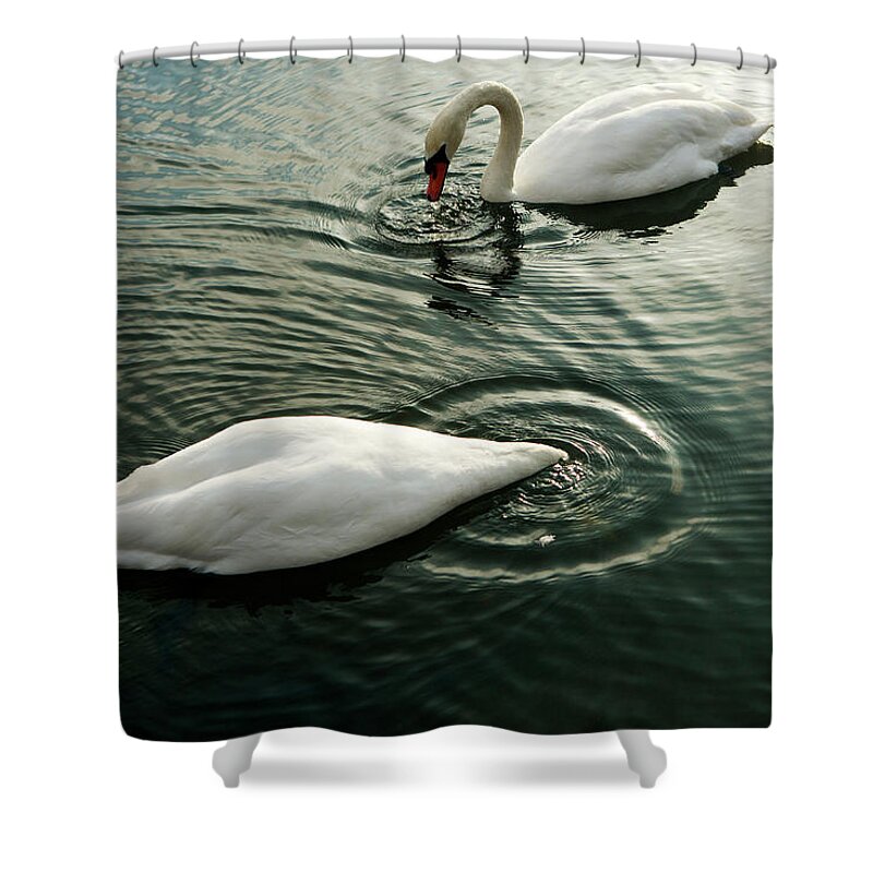 Hyde Park Shower Curtain featuring the photograph Swans, Hyde Park by Oliver Strewe