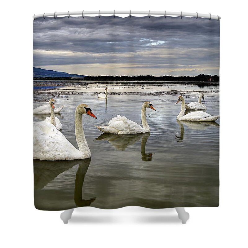 Water Shower Curtain featuring the photograph Swans by Ivan Slosar