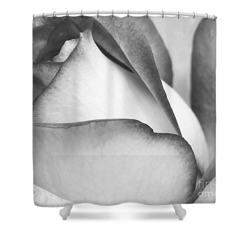 Macro Shower Curtain featuring the photograph Sweet Black and White Rose by Sabrina L Ryan