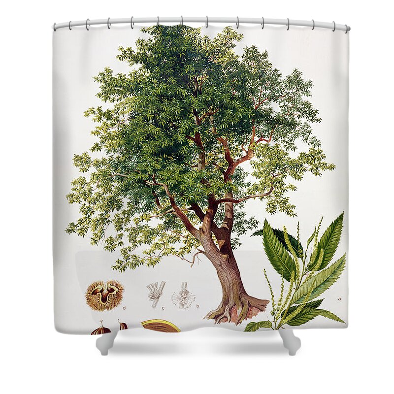 Tree; Leaf; Leaves; Nut; Nuts; Burr; Fagaceae; Spanish; Catkins; Catkin; Castanea; Austrian Publication; Vienna; Deciduous; Chataignier; Chataigne Shower Curtain featuring the drawing Sweet Chestnut by Johann Kautsky