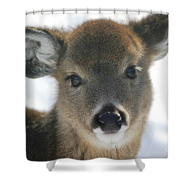 Deer Shower Curtain featuring the photograph Sweet Face by Living Color Photography Lorraine Lynch