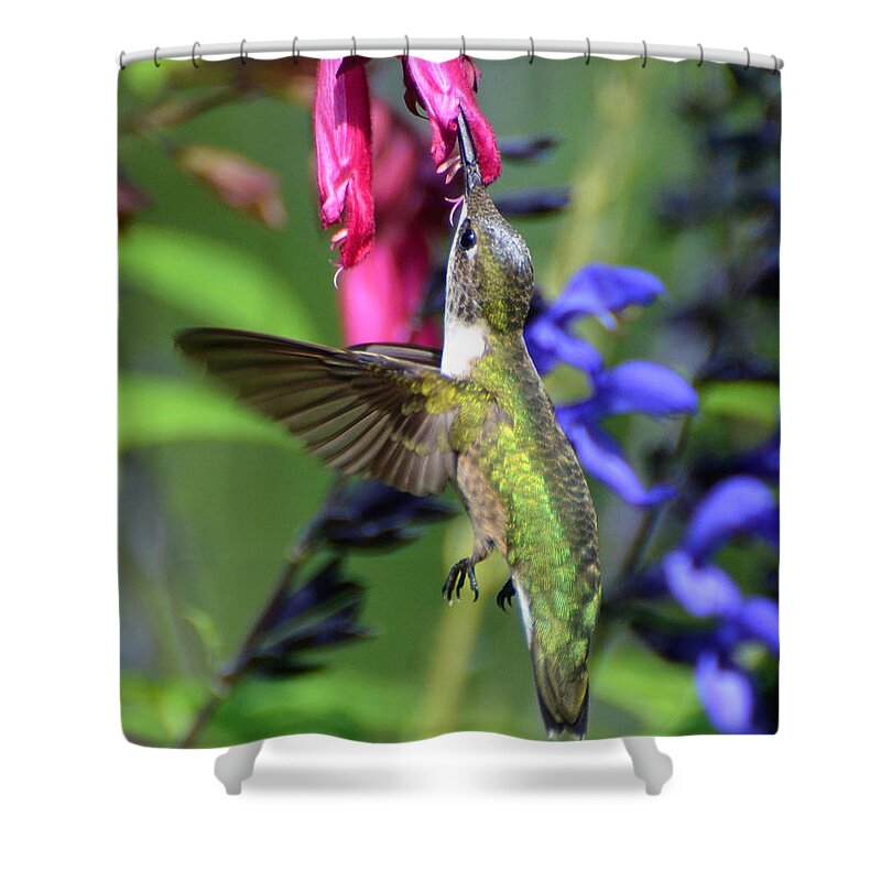 Birds Shower Curtain featuring the photograph Sweet Hummer by Kathy Baccari