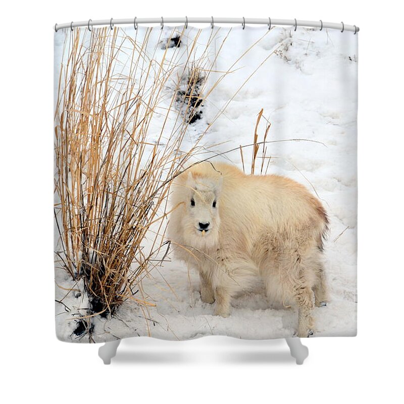 Mountain Goats Shower Curtain featuring the photograph Sweet Little One by Dorrene BrownButterfield