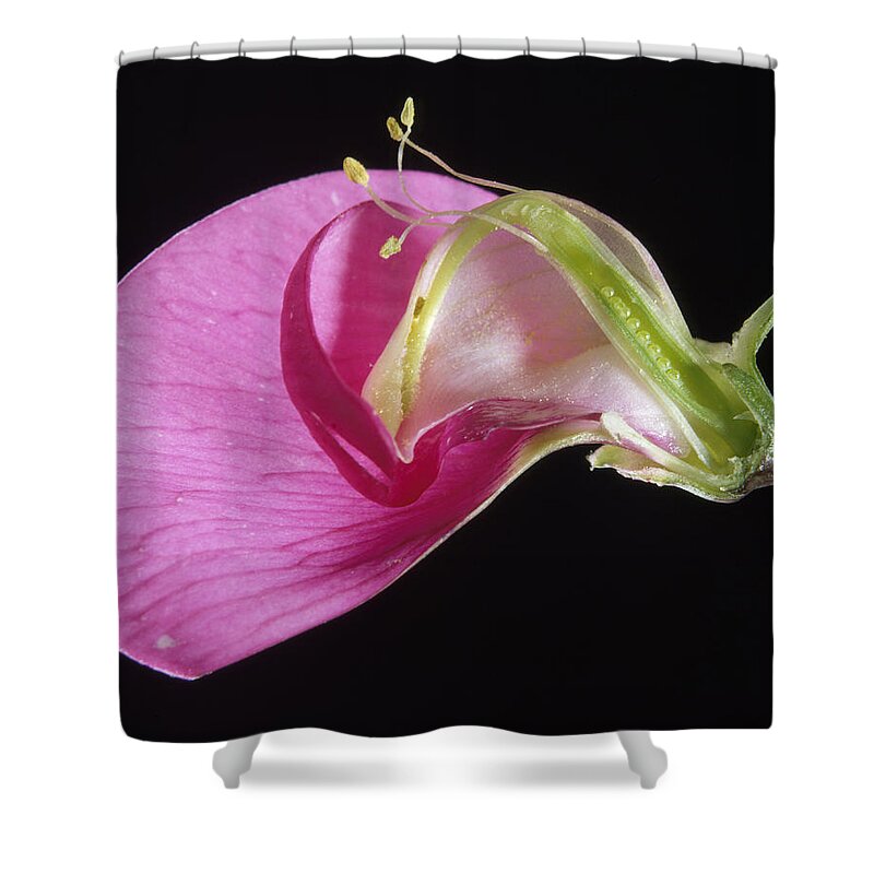 Sweet Pea Shower Curtain featuring the photograph Sweet Pea Flower by Jean-Michel Labat