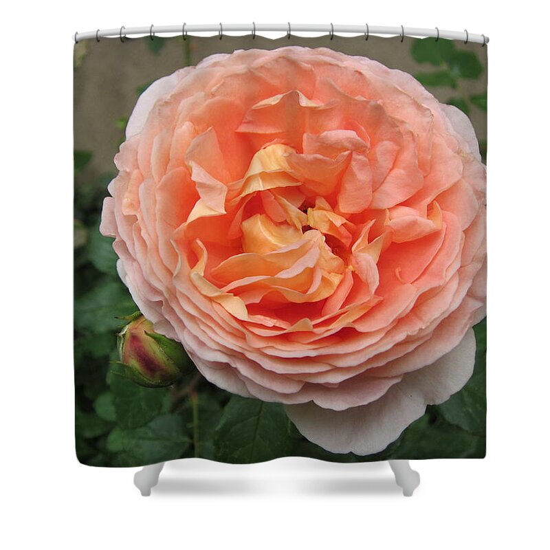 Rose Shower Curtain featuring the photograph Sweet Rhapsody by Pema Hou