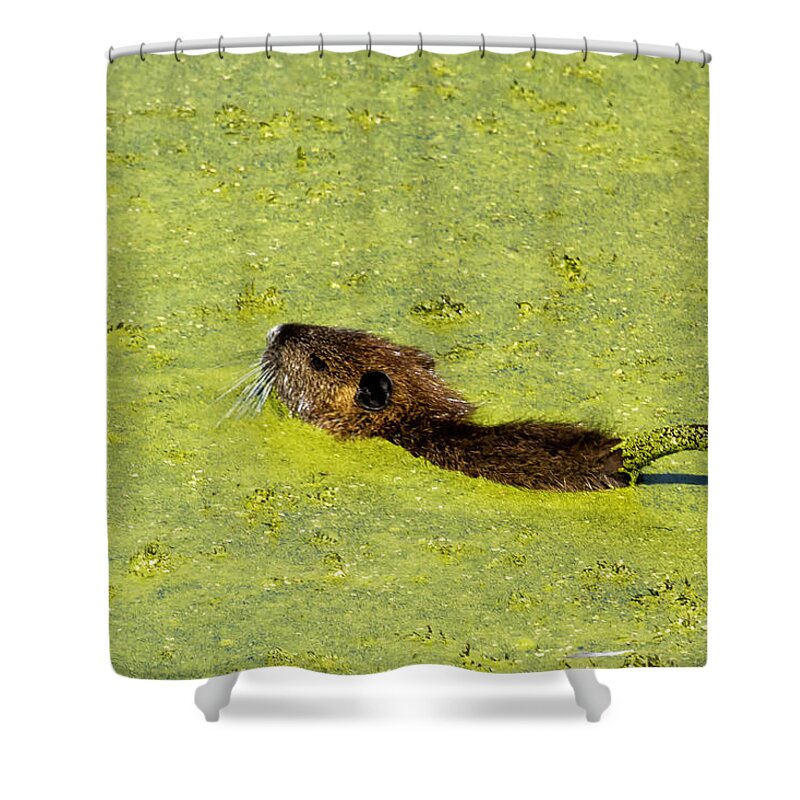 Muskrat Shower Curtain featuring the photograph Swimming in Pea Soup - Baby Muskrat by Belinda Greb