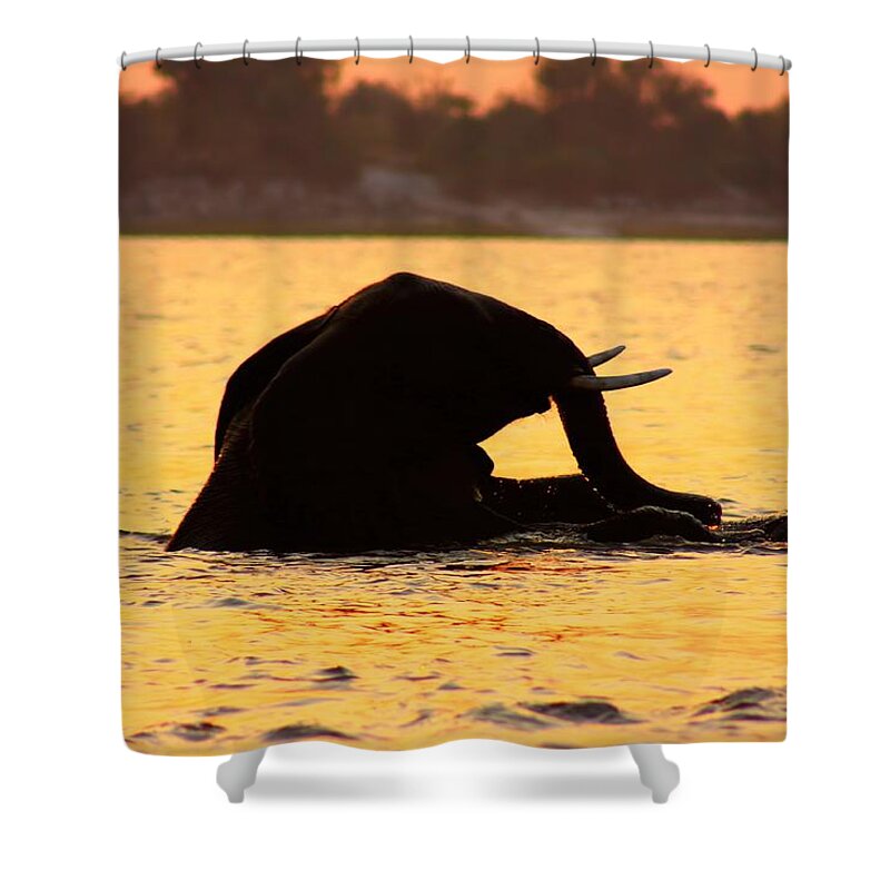 Elephants Shower Curtain featuring the photograph Swimming Kalahari Elephants by Amanda Stadther