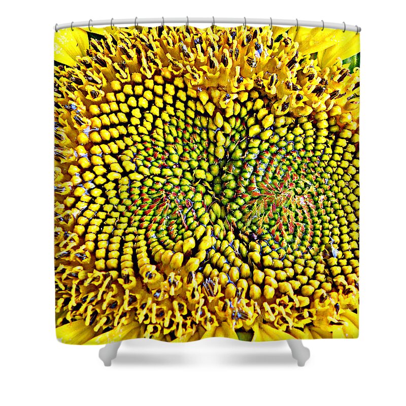 Sunflower Shower Curtain featuring the photograph Swirling Sunflower Bloom by Kim Galluzzo
