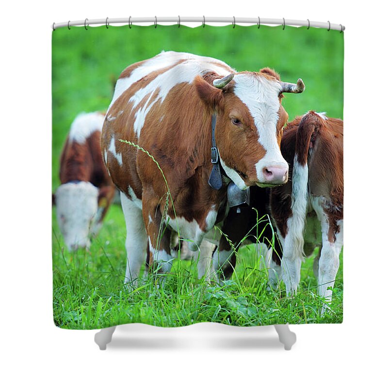 Milk Shower Curtain featuring the photograph Swiss Farm And Milk Cow - Xlarge by Phototalk