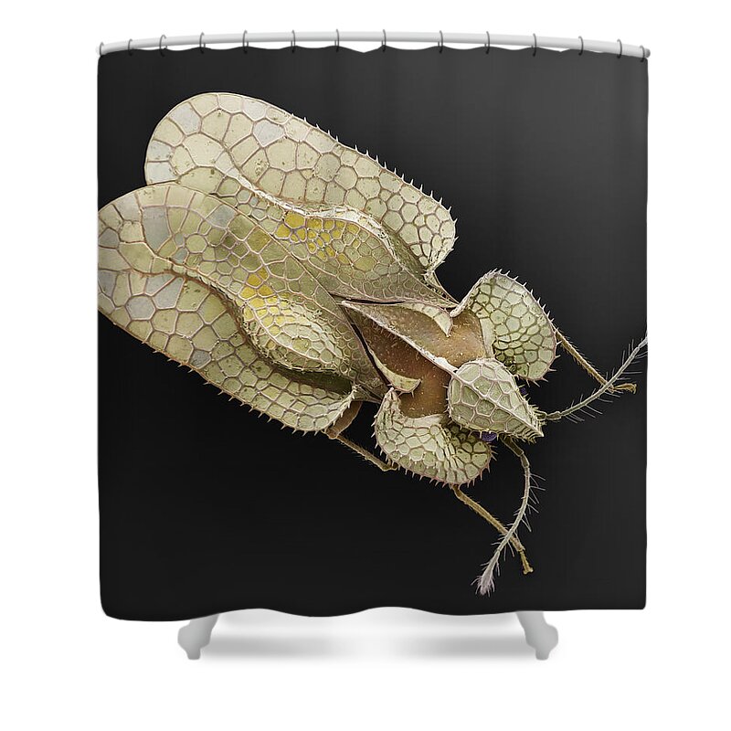 Albert Lleal Shower Curtain featuring the photograph Sycamore Lace Bug Sem by Albert Lleal