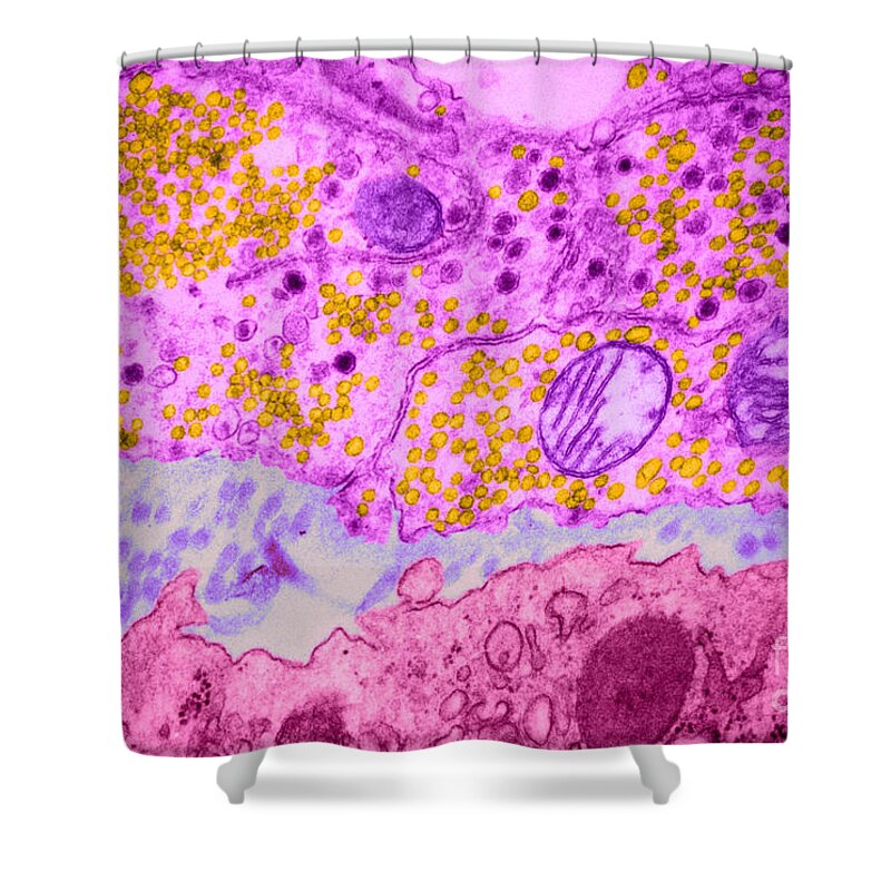 Electron Micrograph Shower Curtain featuring the photograph Synapse, Tem by Biology Pics