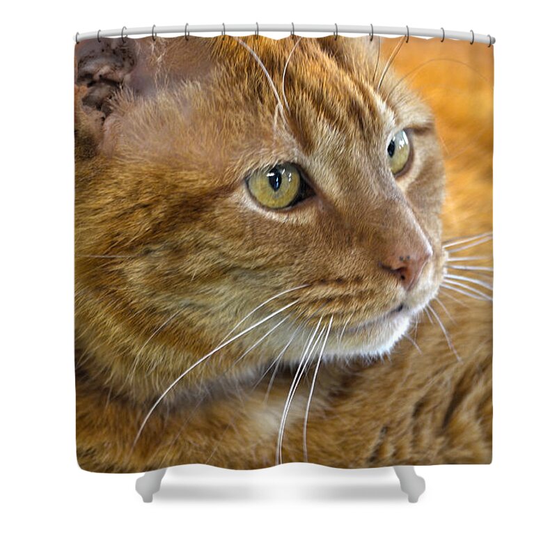Cat Shower Curtain featuring the photograph Tabby Cat Portrait by Sandi OReilly