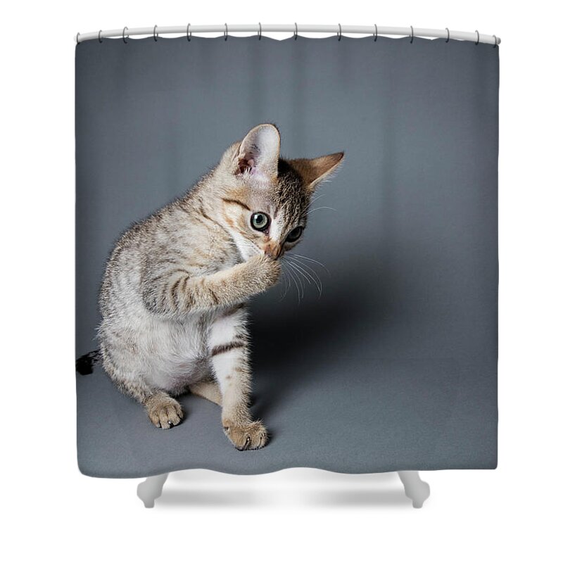 Pets Shower Curtain featuring the photograph Tabby Kitten Licking His Paws - The by Amandafoundation.org