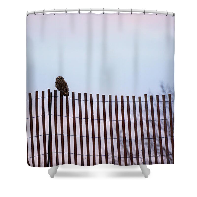 Short-eared Owl Shower Curtain featuring the photograph Taking a rest by Tracy Winter