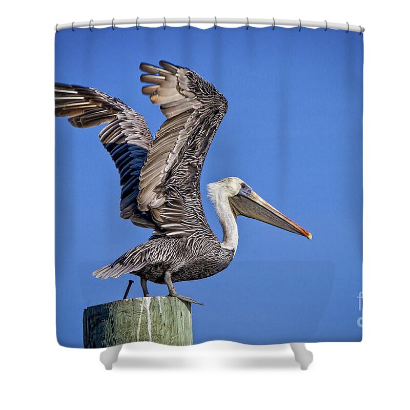 Brown Pelican Shower Curtain featuring the photograph Taking Flight by Ronald Lutz