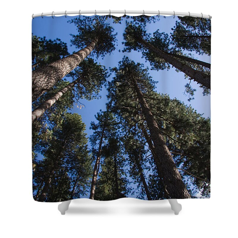 Trees Shower Curtain featuring the photograph Talls trees Yosemite National Park by Sue Leonard