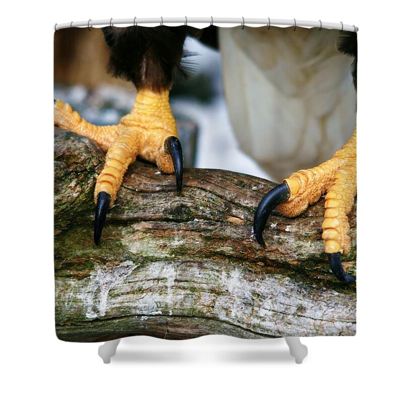 Eagle Shower Curtain featuring the photograph Talons by Karen Jones