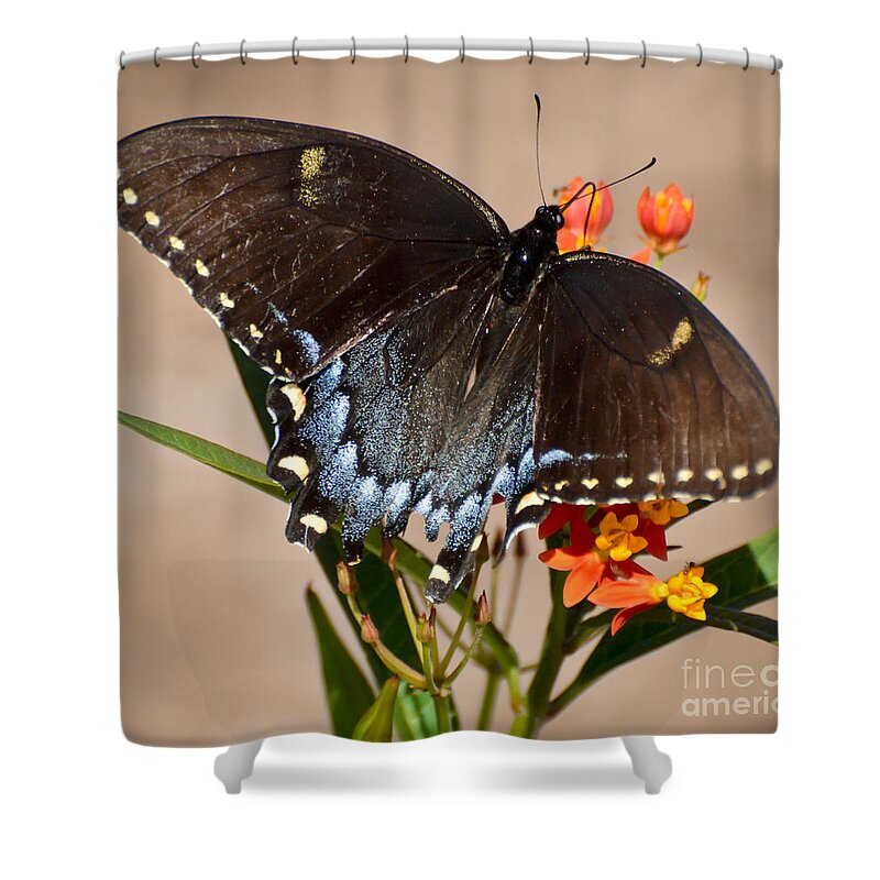 Butterfly Shower Curtain featuring the photograph Tattered Tails by Kerri Farley
