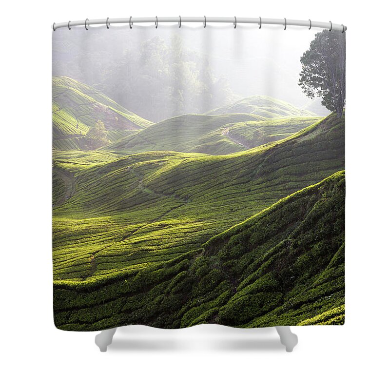 Tranquility Shower Curtain featuring the photograph Tea Estate by Daniel Osterkamp