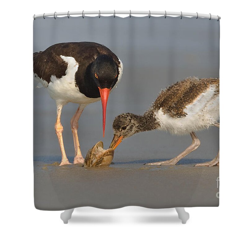Birds Shower Curtain featuring the photograph Teaching the Young by Jerry Fornarotto