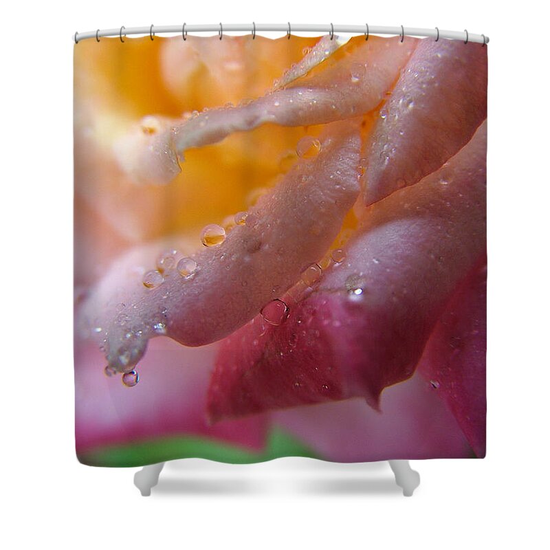 Rose Shower Curtain featuring the photograph Teardrop of a Rose by Kathy Churchman