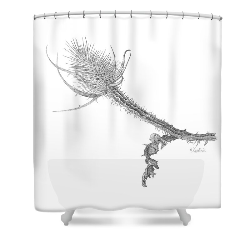 Teasel Shower Curtain featuring the drawing Teasel by Peter Rashford