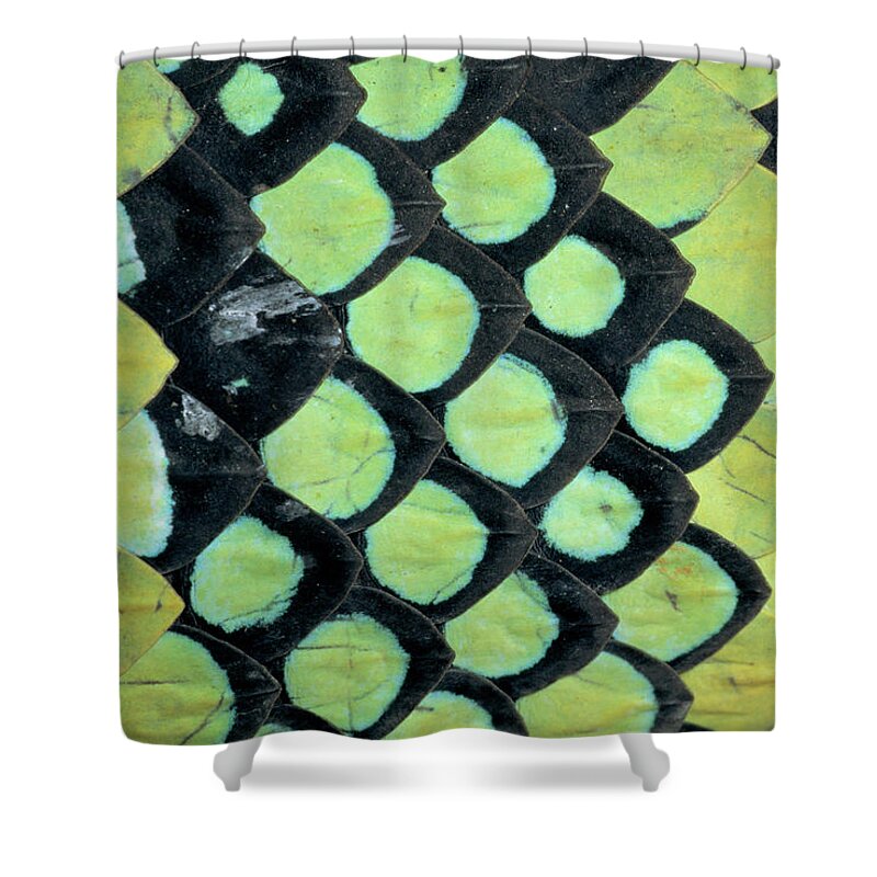 00511496 Shower Curtain featuring the photograph Temple Pit Viper Trimeresurus Wagleri by Michael and Patricia Fogden