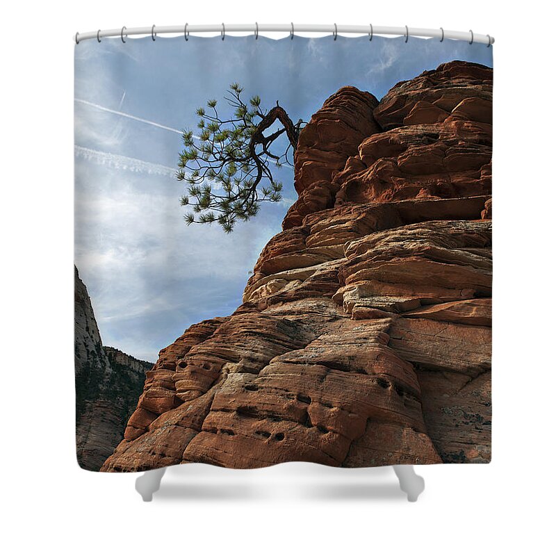 Pine Shower Curtain featuring the photograph Tenacity by Joe Schofield