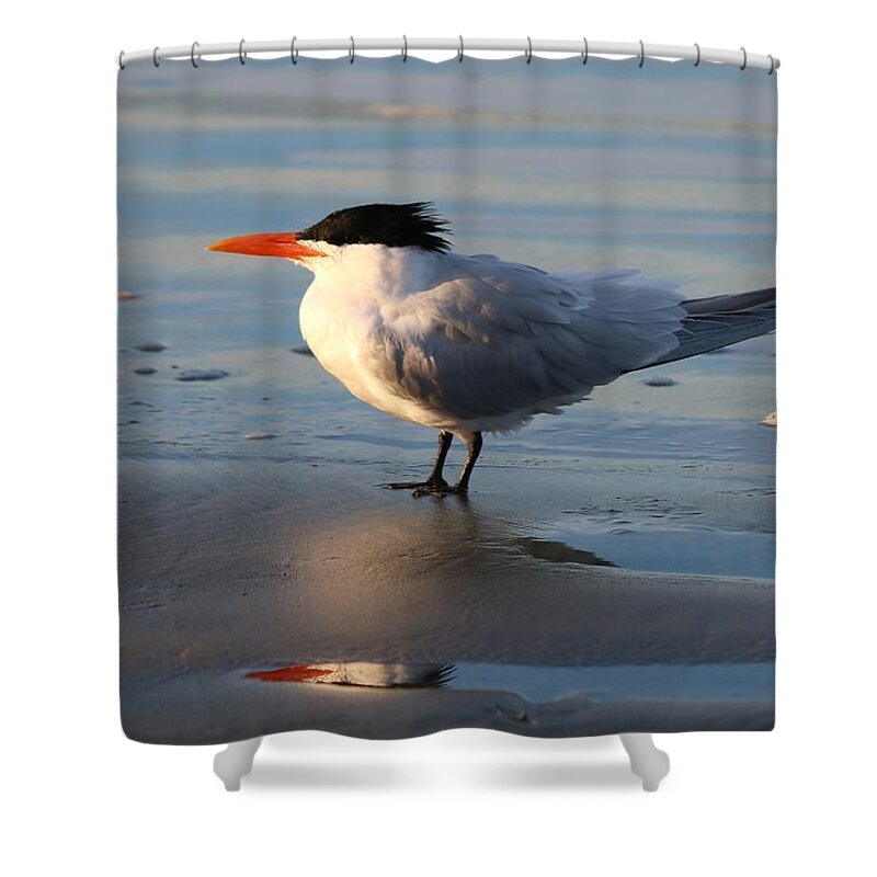 Tern Shower Curtain featuring the photograph Tern on the Beach by Christy Pooschke