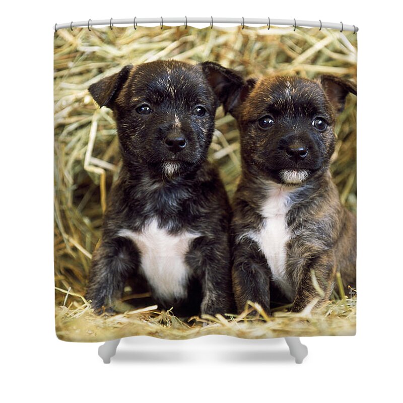 Dog Shower Curtain featuring the photograph Terrier-cross Puppy Dogs by John Daniels