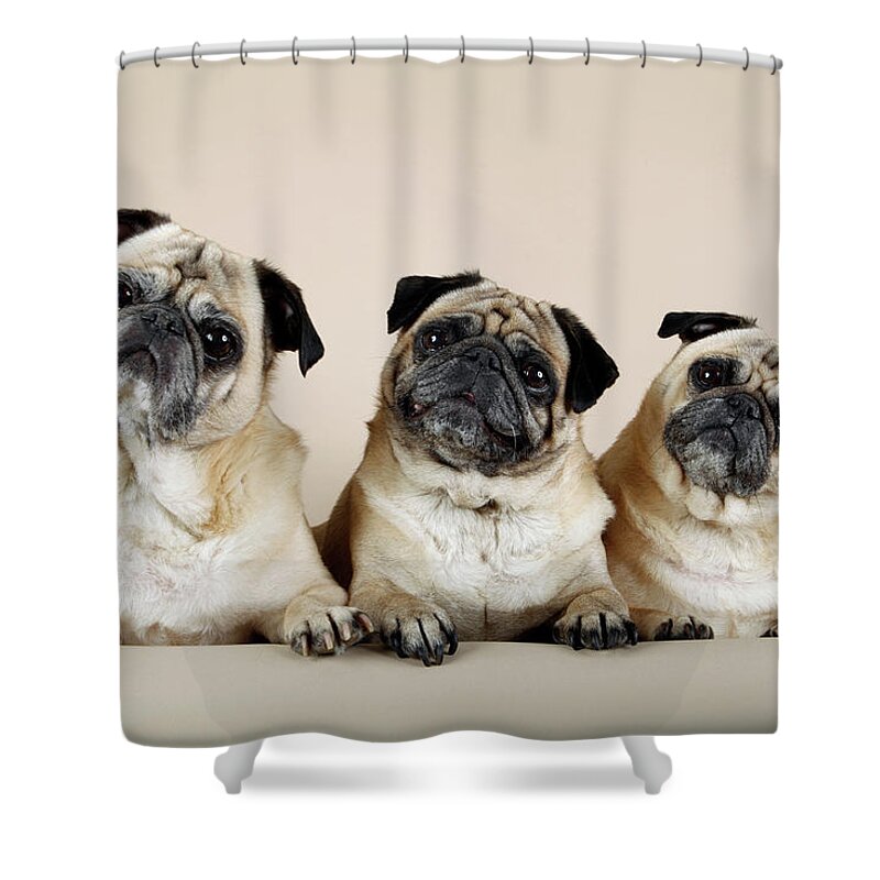 Pets Shower Curtain featuring the photograph Terror Trio by Mlorenzphotography