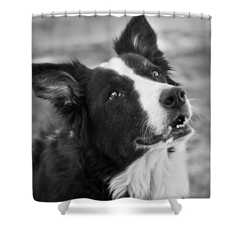 Border Collie Shower Curtain featuring the photograph Tessie 9 by Rich Franco
